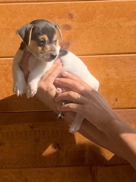 Cuccioli di jack russel 1 femmina e 2 maschietti