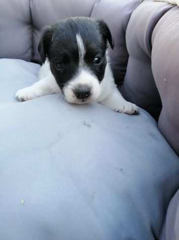 Cuccioli di Jack Russell