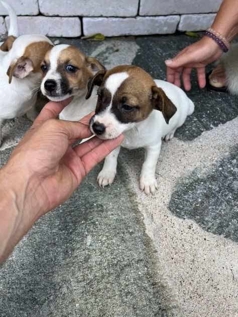 Cuccioli di Jack Russell