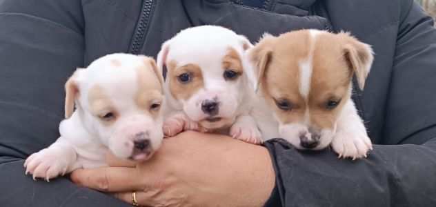 Cuccioli di Jack Russell