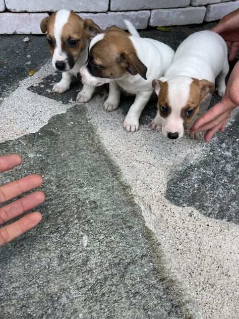 Cuccioli di Jack Russell