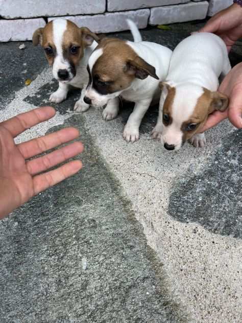 Cuccioli di Jack Russell