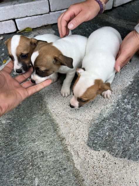 Cuccioli di Jack Russell