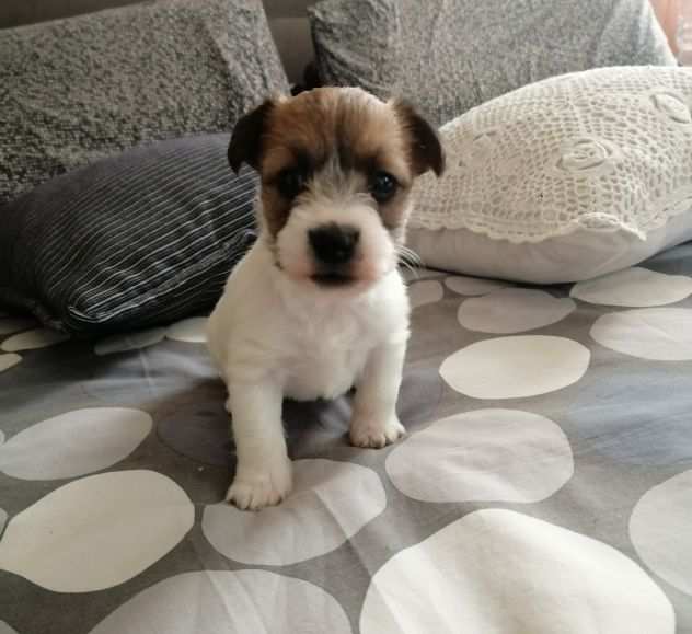 Cuccioli di Jack Russell a pelo lungo