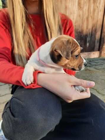 CUCCIOLI DI JACK RUSSELL PELO RUVIDO E BROKEN