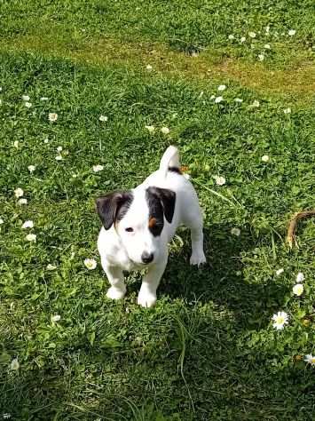 Cuccioli di Jack russell terrier