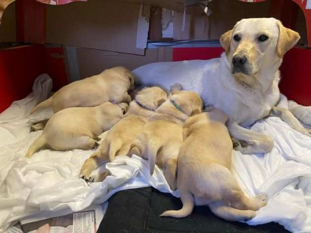 Cuccioli di Labrador di razza pura e in salute