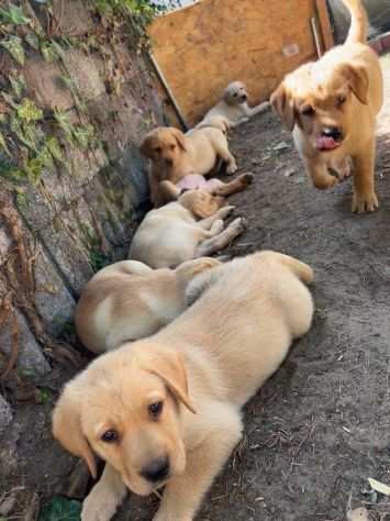 Cuccioli di Labrador di razza pura e in salute