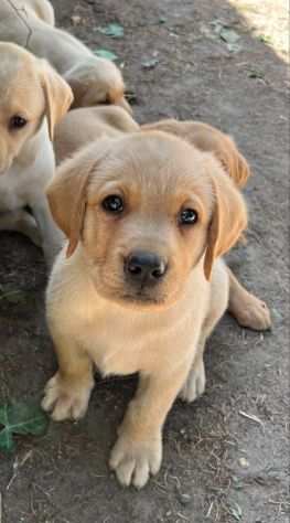 Cuccioli di Labrador di razza pura e in salute