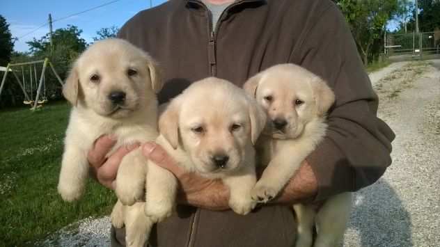 Cuccioli di Labrador e cuccioli di Jack Russell