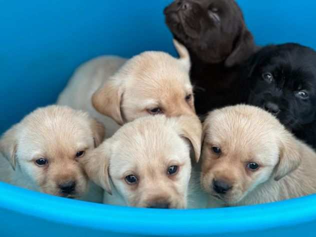 Cuccioli di Labrador Retriever