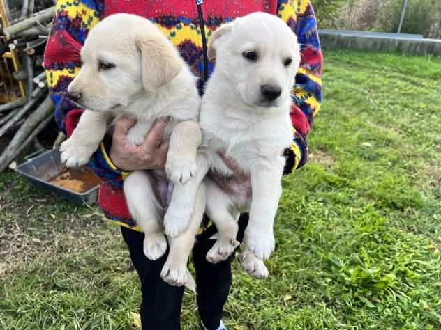 Cuccioli di Labrador Retriever