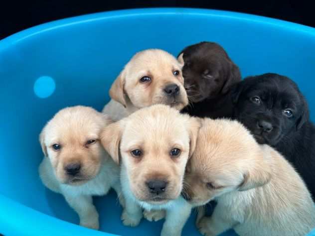 Cuccioli di Labrador Retriever