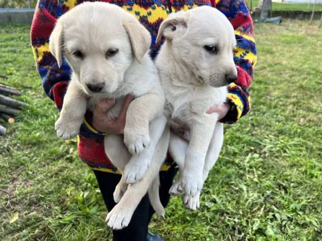 Cuccioli di Labrador Retriever