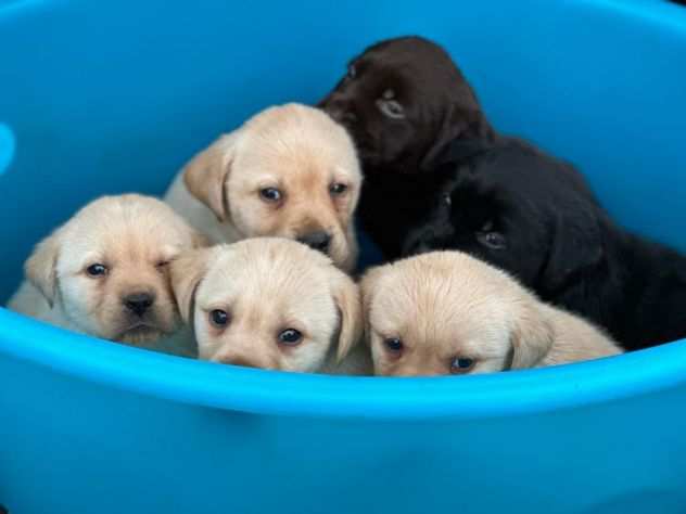 Cuccioli di Labrador Retriever