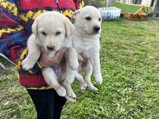 Cuccioli di Labrador Retriever