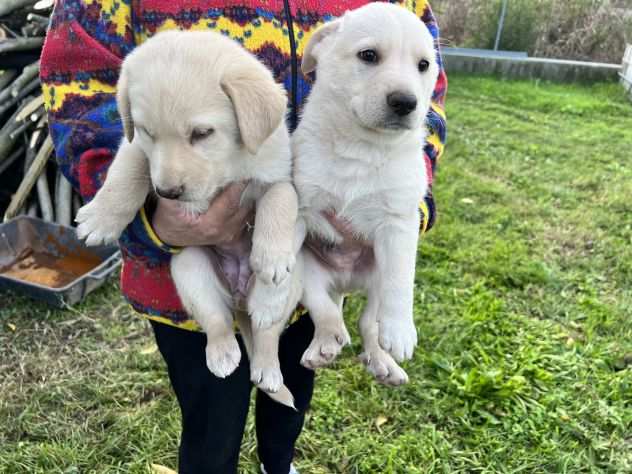 Cuccioli di Labrador Retriever