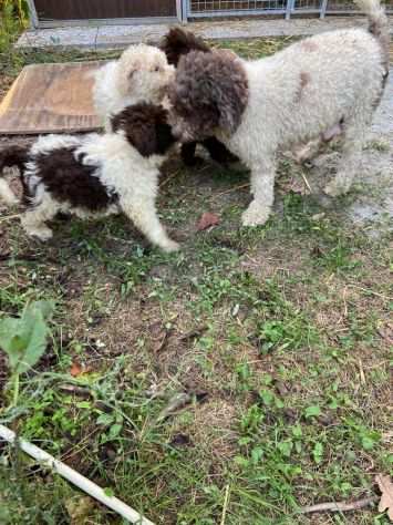 Cuccioli di Lagotto Romagnolo