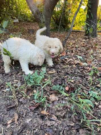 Cuccioli di Lagotto Romagnolo