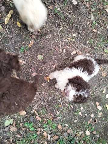 Cuccioli di Lagotto Romagnolo