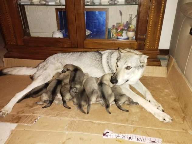 Cuccioli di lupo cecoslovacco