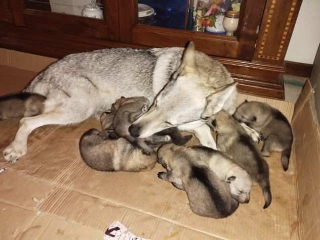 Cuccioli di lupo cecoslovacco
