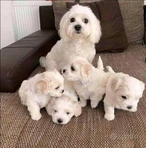 Cuccioli di maltese mini toy