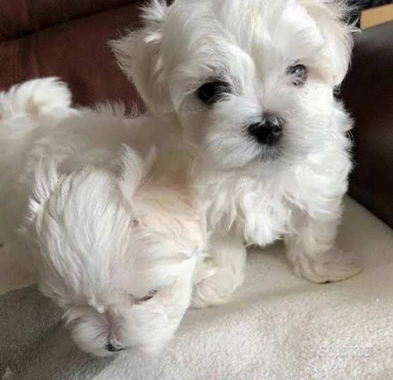 Cuccioli di maltese mini toy