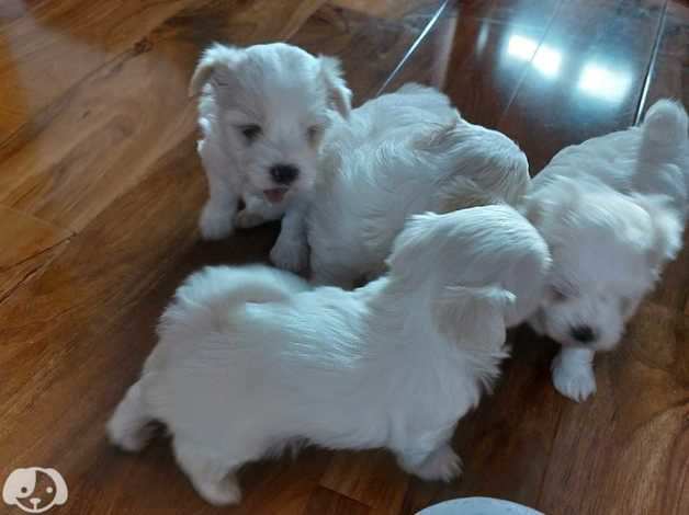 Cuccioli di maltese toy