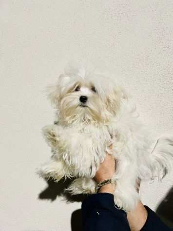 Cuccioli di Maltese Toy con Pedigree