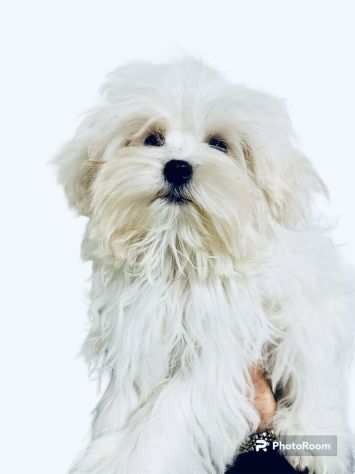 Cuccioli di Maltese Toy con Pedigree