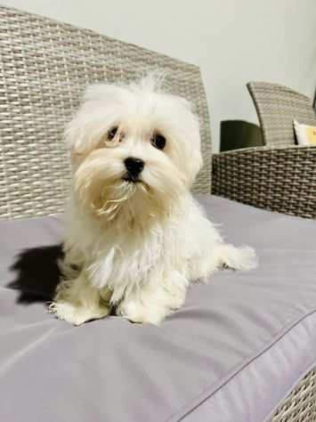 Cuccioli di Maltese Toy con Pedigree