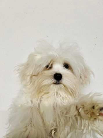 Cuccioli di Maltese Toy con Pedigree