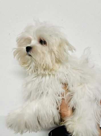 Cuccioli di Maltese Toy con Pedigree