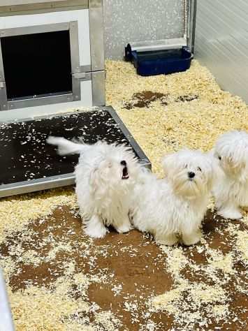 Cuccioli di Maltese Toy con Pedigree