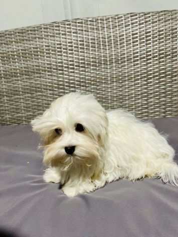 Cuccioli di Maltese Toy con Pedigree