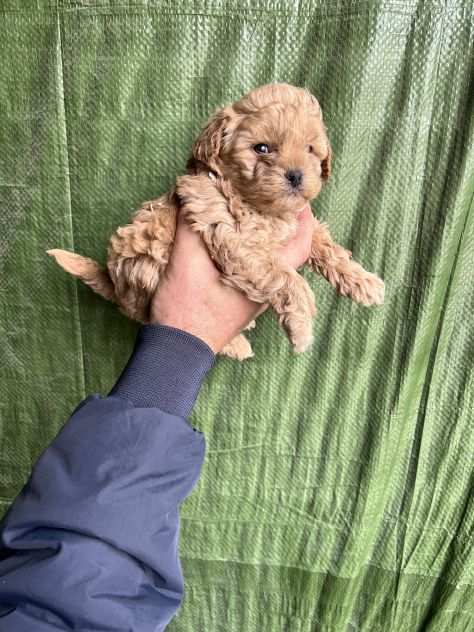 Cuccioli di Maltipoo