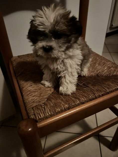 Cuccioli di Maltipoo