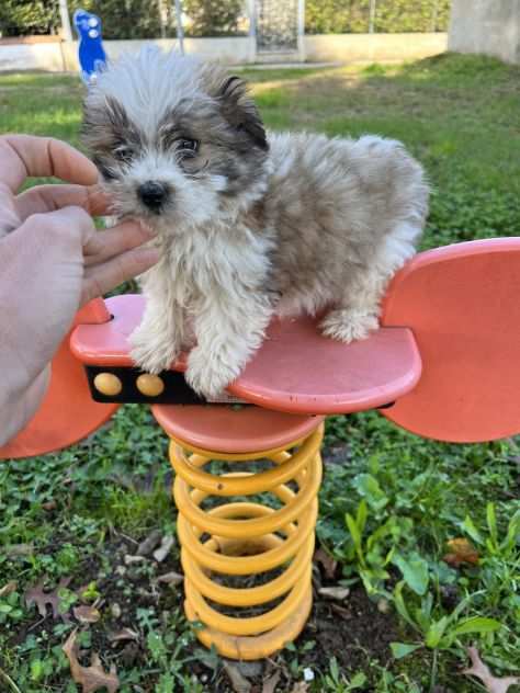 Cuccioli di Maltipoo