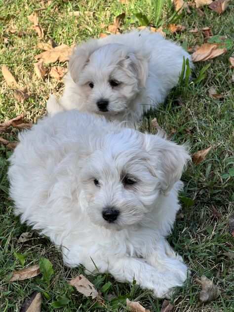 Cuccioli di Maltipoo