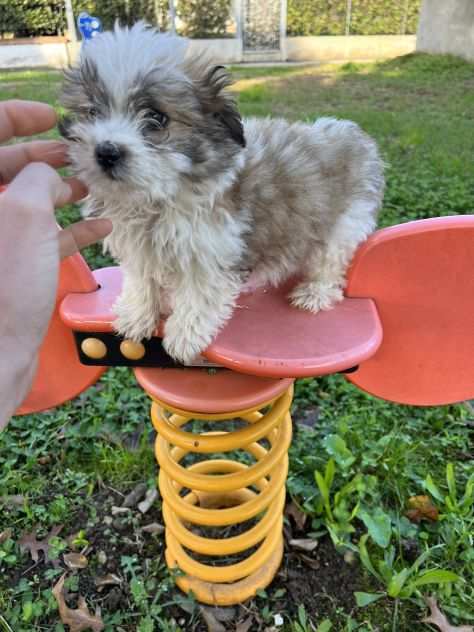 Cuccioli di Maltipoo