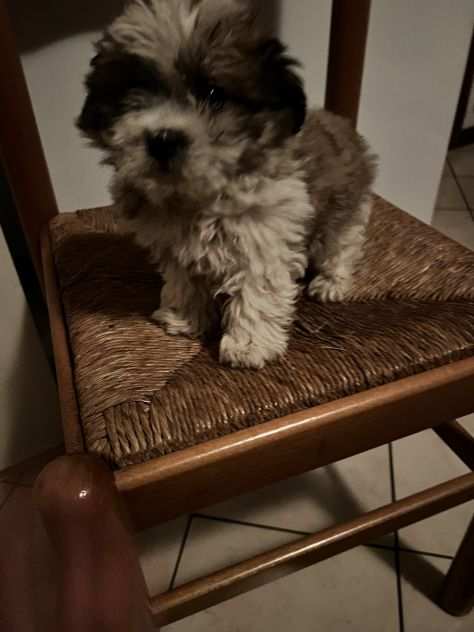 Cuccioli di Maltipoo