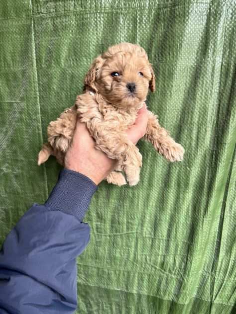 Cuccioli di Maltipoo