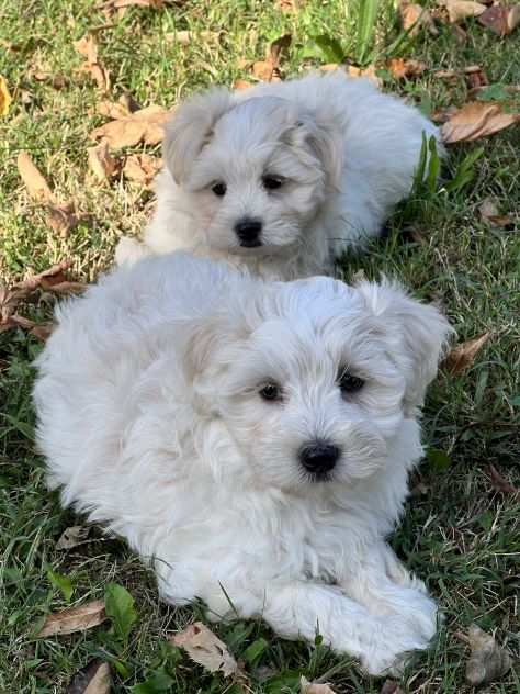 Cuccioli di Maltipoo