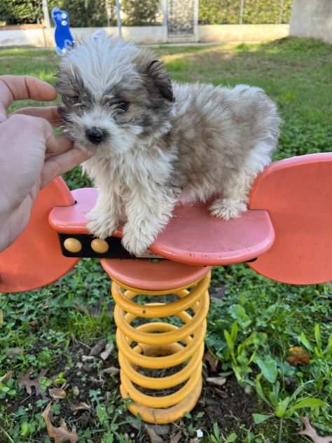 Cuccioli di Maltipoo