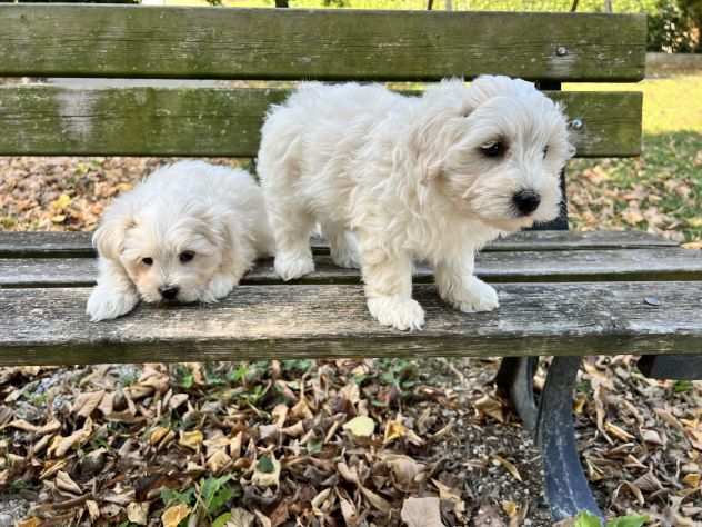 Cuccioli di Maltipoo