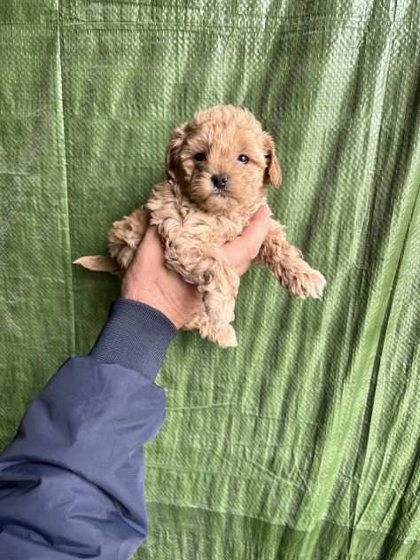 Cuccioli di Maltipoo