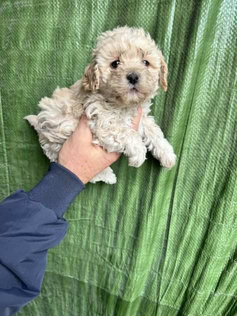 Cuccioli di Maltipoo chiari