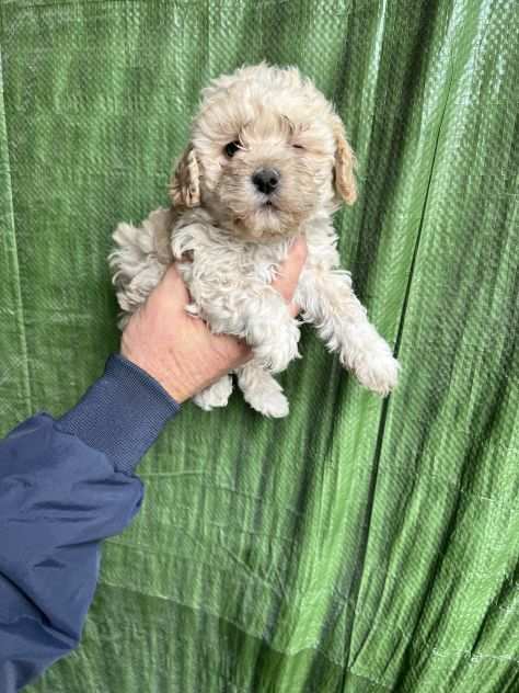 Cuccioli di Maltipoo chiari