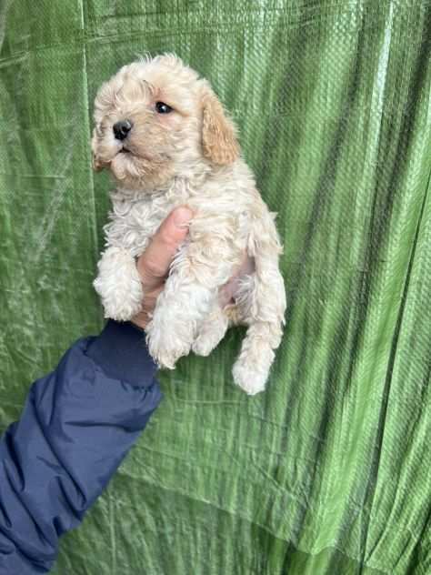 Cuccioli di Maltipoo chiari